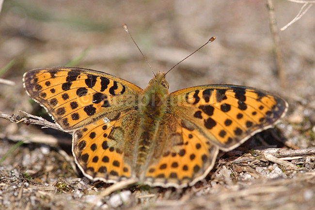 Perlemorsommerfugl. Storplettet Perlemorsommerfugl; Issoria lathonia; Klint; Danmark; ; insekter; Takvinge-familien, Nymphalidae, Sommerfugle, Lepidoptera