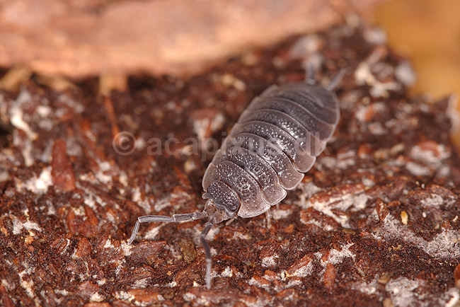 B�nkebider. B�nkebider der er ved at skifte skelet; Porcellio scaber; Klint; Danmark; ; krebsdyr; B�nkebidere, Oniscoidea, Isopoder, Isopoda, Crustacea