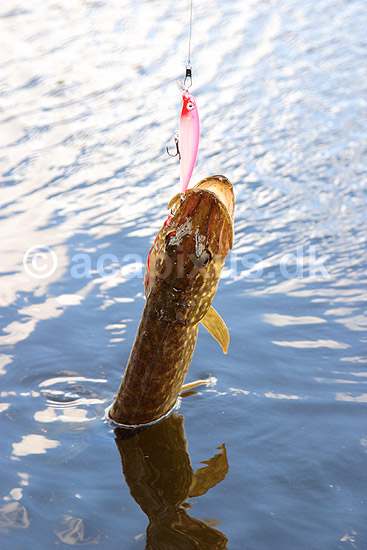 Gedde. Gedde fanget p�  wobler; Esox lucius; ; ; ; fisk; Esocidae, gedder, ferskvandsfisk, brakvandsfisk, undervandsmilj�, pike, hecht, fish, benfisk, beinfisk, fiskar, g�dda, gjedde, gedda
