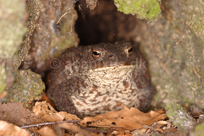 Skrubtudse. Skrubtudse sidder i skjul i tr�stamme; Bufo bufo; B�llemosen; ; ; padder; Springpadder, Anura,  Amphibia, Skrubtudser, Common toad,  tudse, tudser, padde, bufonidae, padde, vanlig padda, 
