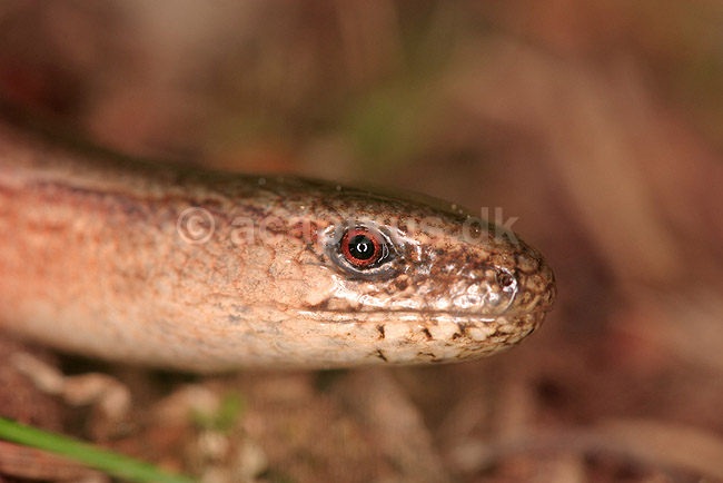 St�lorm; Anguis fragilis; B�llemosen; ; ; krybdyr; St�lorme, Anguidae, �gler, Sauria, Reptilia, kopper�dla, kopparorm, ormsl�