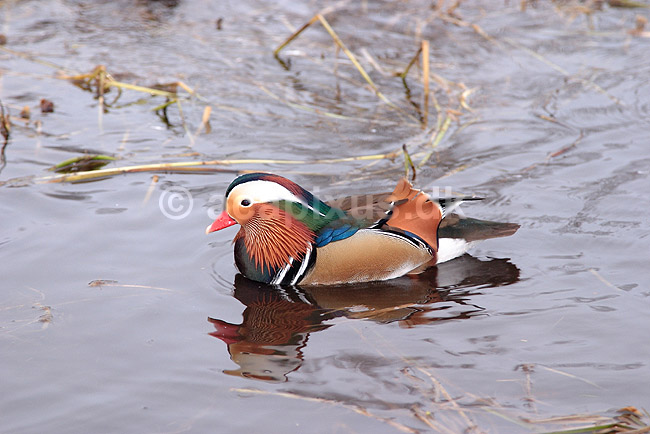Mandarinand; Aix galericulata; Nordjylland / Svenstup; ; ; fugle; Egentlige andefugle, Anatidae, Anseriformes, Mandarin�nder