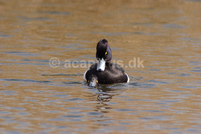 Troldand. Trold�nder under parring; Aythya fuligula; Utterslev Mose / Sj�lland; ; ; fugle; Egentlige andefugle, Anatidae, Anseriformes, Trold�nder, toppand, dimma, reproduktion