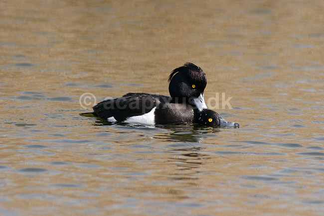 Troldand. Trold�nder under parring; Aythya fuligula; Utterslev Mose / Sj�lland; ; ; fugle; Egentlige andefugle, Anatidae, Anseriformes, Trold�nder, toppand, dimma, reproduktion