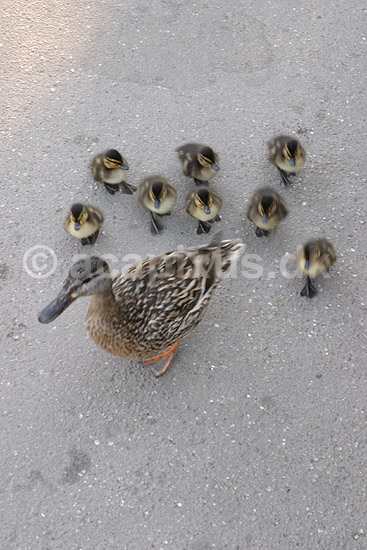 Gr��nder. Gr�andemor med  �llinger p� sl�b i Zoologisk Have; Anas platyrhynchos; ; ; ; fugle; Egentlige andefugle, Anatidae, Anseriformes, gr��nder, unger, �lling
