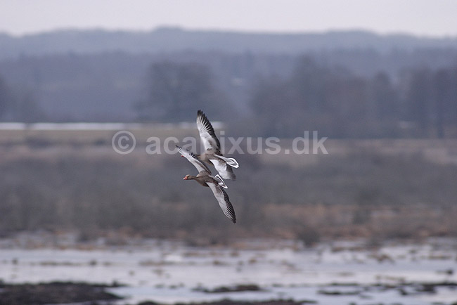 Gr�g�s. Gr�g�s flyver over engen ved Hornborgasj�n; Anser anser; Hornborgasj�n; Sverige; ; fugle; Egentlige andefugle, Anatidae, Anseriformes, g�s, g�s, flyvning, fugleflugt