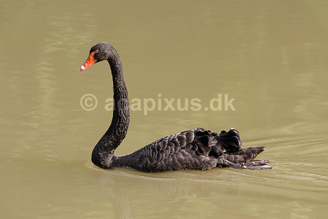 Sortsvane. Sort svane; Cygnus atratus; Knuthenborg Safari Park; ; ; fugle; Egentlige andefugle, Anatidae, Anseriformes, svaner