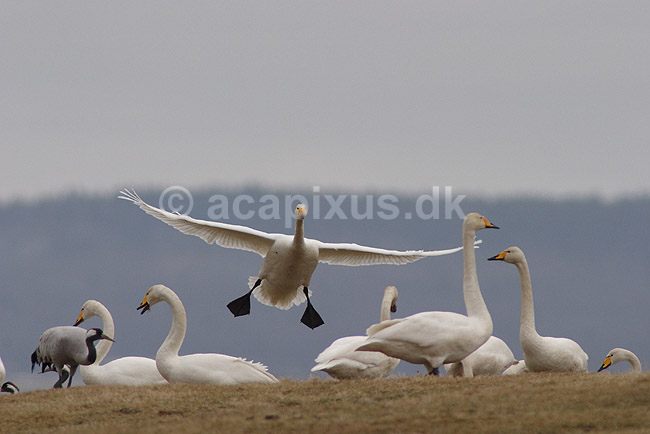 Sangsvane. Sangsvane l�gger an til landning p� engen ved Hornborgasj�n; Cygnus cygnus; Hornborgasj�n; Sverige; ; fugle; Egentlige andefugle, Anatidae, Anseriformes, svaner, flyvning, fugleflugt
