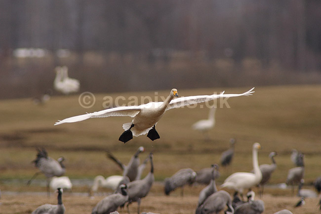 Sangsvane. Sangsvane l�gger an til landning p� engen ved Hornborgasj�n; Cygnus cygnus; Hornborgasj�n; Sverige; ; fugle; Egentlige andefugle, Anatidae, Anseriformes, svaner, flyvning, fugleflugt