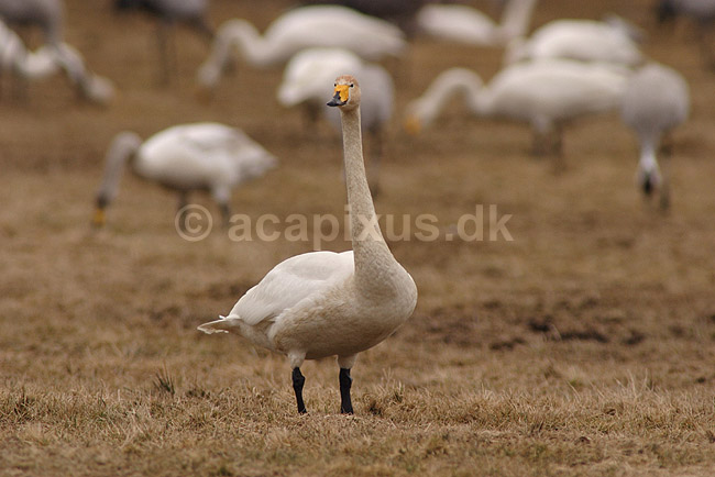Sangsvane. Sangsvane p� engen ved Hornborgasj�n; Cygnus cygnus; Hornborgasj�n; Sverige; ; fugle; Egentlige andefugle, Anatidae, Anseriformes, svaner, flyvning, fugleflugt