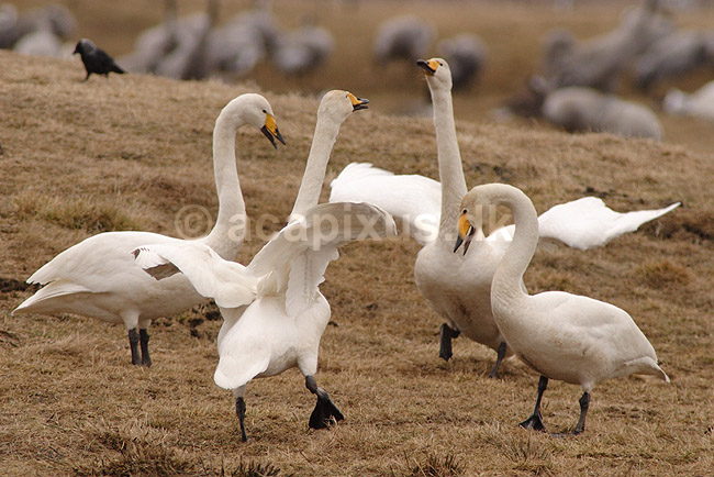Sangsvane. Sangsvaner i territorie strid p� engen ved Hornborgasj�n; Cygnus cygnus; Hornborgasj�n; Sverige; ; fugle; Egentlige andefugle, Anatidae, Anseriformes, svaner