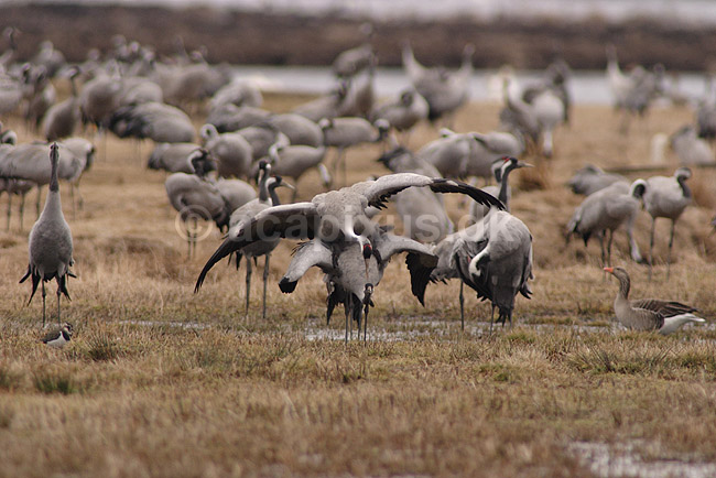 Trane. Traner danser og parrer sig p� dansepladsen ved Hornborgasj�n; Grus grus; Hornborgasj�n; Sverige; ; fugle; Tranefugle, Gruiformes, Gruidae, trana, crane