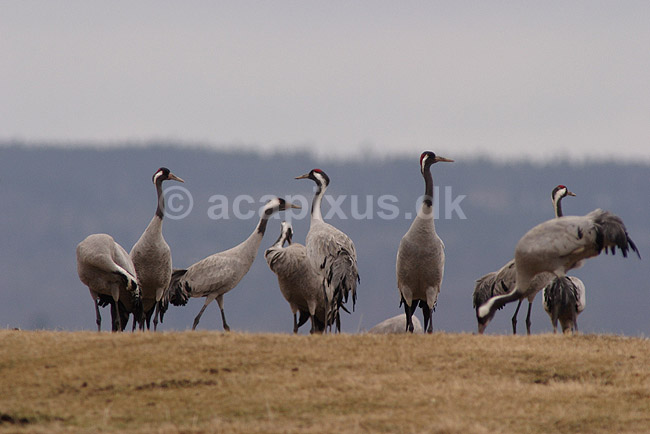 Trane. Traner raster p� dansepladsen ved Hornborgasj�n; Grus grus; Hornborgasj�n; Sverige; ; fugle; Tranefugle, Gruiformes, Gruidae, trana, crane