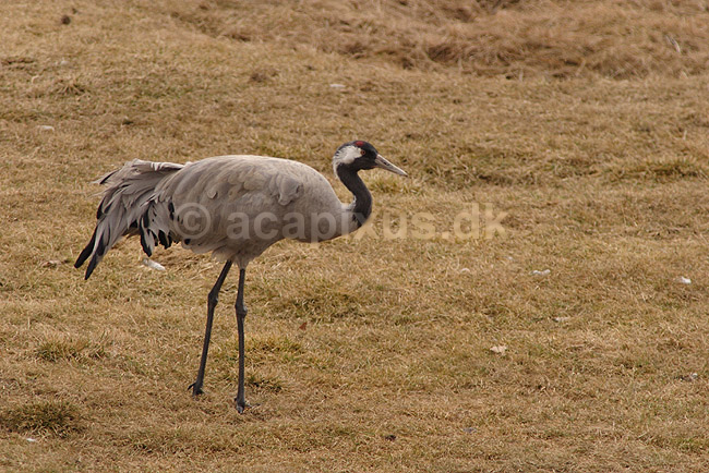 Trane. Traner raster p� dansepladsen ved Hornborgasj�n; Grus grus; Hornborgasj�n; Sverige; ; fugle; Tranefugle, Gruiformes, Gruidae, trana, crane