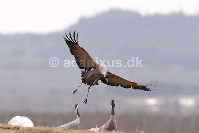 Trane. Traner flyver over dansepladsen ved Hornborgasj�n; Grus grus; Hornborgasj�n; Sverige; ; fugle; Tranefugle, Gruiformes, Gruidae, flyvning, fugleflugt, trana, crane