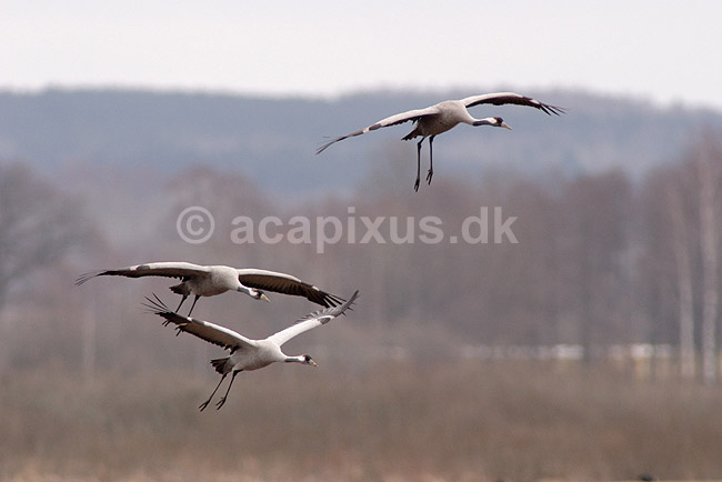 Trane. Traner flyver over dansepladsen ved Hornborgasj�n; Grus grus; Hornborgasj�n; Sverige; ; fugle; Tranefugle, Gruiformes, Gruidae, flyvning, fugleflugt, trana, crane