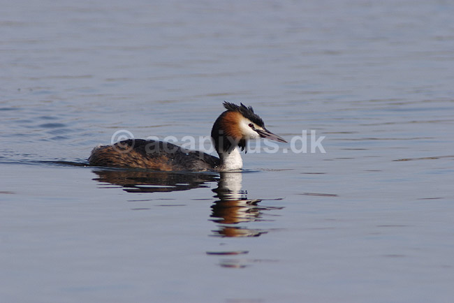 Toppet lappedykker; Podiceps cristatus; Utterslev Mose; ; ; fugle; Lappedykkere, Podicipedidae, Podicipediformes