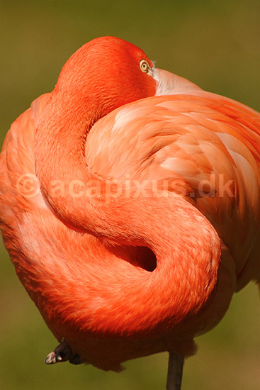 Flamingo. R�d flamingo, Amerikansk stor flamingo; Phoenicopterus ruber ruber; Zoologiskhave K�benhavn; ; ; fugle; Flamingoer, Phoenicopteridae, Storkefugle, Ciconiiformes