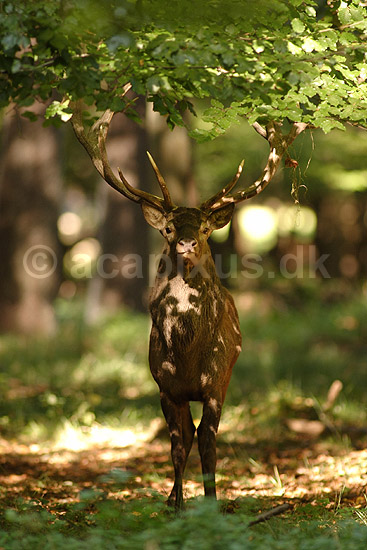 Kronhjort. Kronhjort i skyggen under b�getr�; Cervus elaphus; J�gersborg Dyrehave / Sj�lland; ; ; pattedyr; Hjorte, kronhjorte, Cervidae, Parrett�ede hovdyr, Artiodactyla, Krondyr, Red deer, kronvildt, krondyr, kronhjorte, brunst, hjort