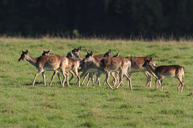 D�dyr. D�dyr p� brunstpladsen i Dyrehaven; Dama dama; J�gersborg Dyrehave / Sj�lland; ; ; pattedyr; Hjorte, Cervidae, Parrett�ede hovdyr, Artiodactyla, hjort, d�vildt, gevir, fuldskuffel, dr�vtygger, brunst, fallow deer, d�hjort, dovhjort