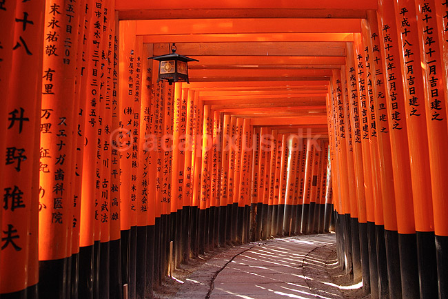 Fushimi-Inari Taisha Shrine. Tunnel af torii ved det shintoistiske Fushimi-Inari Taisha Shrine; ; Fushimi-Inari Taisha Shrine / Kyoto; Japan; Asien; ; templer shintoisme orange