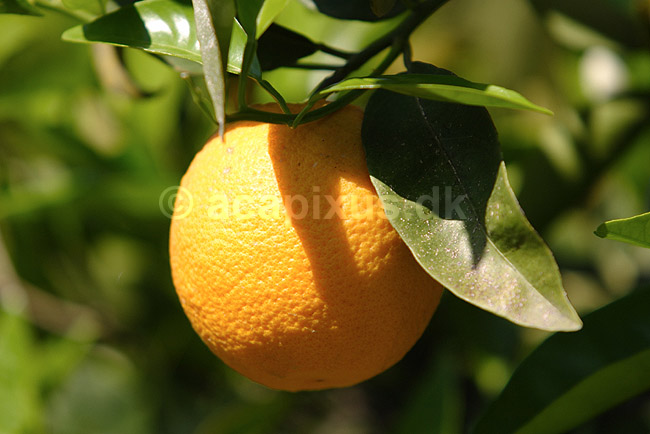 Appelsintr�. Appelsin p� appelsintr� p� Kreta; Citrus sinensis ; Kreta; Gr�kenland; Europa; planter; Rutaceae, Rude-ordenen, Rutales, frugttr�, frugttr�er, frugt, frugter, citrusfrugt, citrusfrugter, appelsiner, plantage