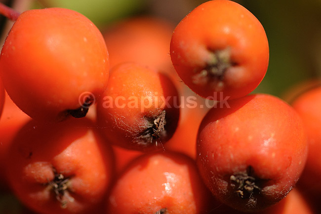 R�nneb�r. Almindelige r�n; Sorbus aucuparia; Tisvilde; ; ; planter; Rowan, r�nn, b�r, b�r, r�nnetr�, r�nnetr�er