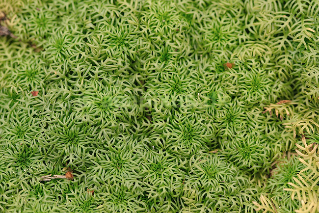 Tusindblad. Tusindblad voksende p� t�rlagt s�bund; Myriophyllum spec.; Tisvilde; ; ; planter; Tusindblad-familien, Haloragaceae, Planter, V�kster, Ferskvand, Sumpe, Vandplanter, 