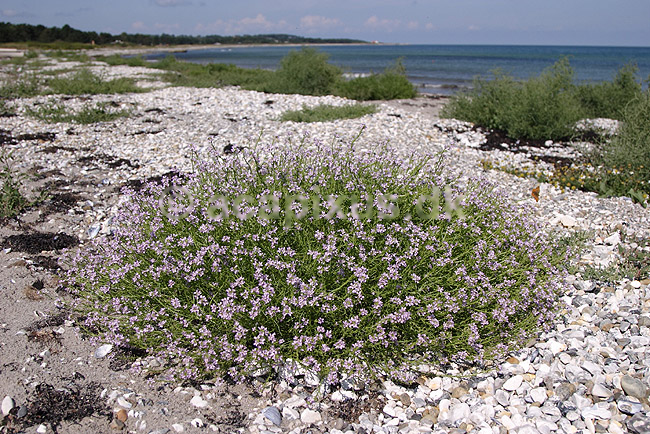Strandsennep. Almindelig Strandsennep; Cakile maritima; Klint; ; ; planter; Korsblomst-familien, Crusiferae, Brassicaceae, Capparales