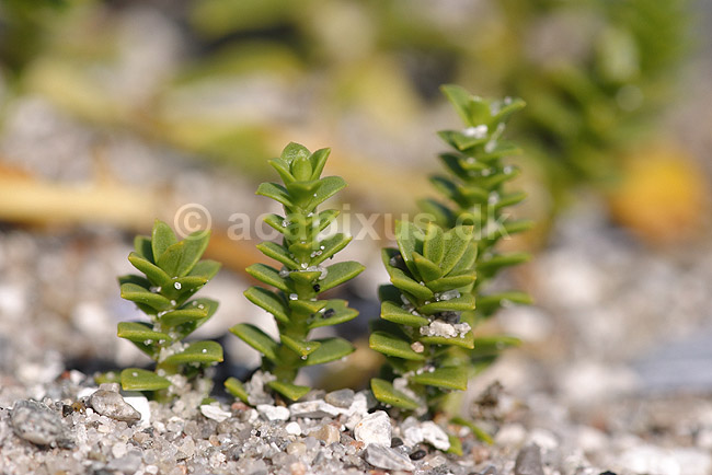 Strandarve. Almindelig strandarve; Honckenya peploides; Klint; ; ; planter; Nellike-familien, Caryophyllaceae, Caryophyllales