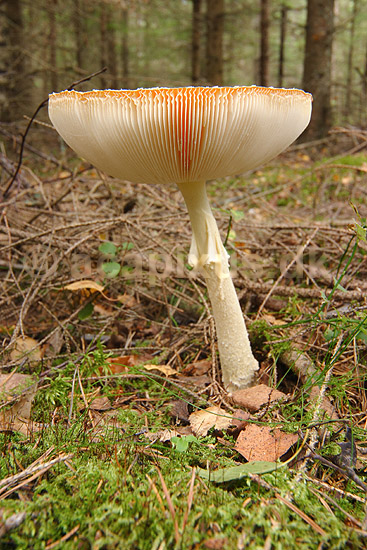 Fluesvamp. R�d fluesvamp; Amanita muscaria; ; ; ; svampe; Amanitaceae, giftige svampe, giftsvampe