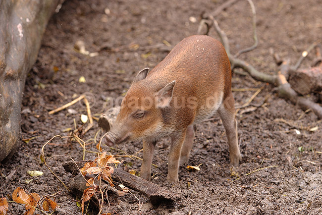 Hybrid-grisling. Grisling af krydsning mellem hjortesvin og tamsvin; Babyrousa babyrussa X Sus domestica; Zoologisk Have / K�benhavn; Danmark; ; pattedyr; Svin, Suidae, Parrett�ede hovdyr, Artiodactyla, gris, grisse, grislinger, gris, grisse, pattegris, pattegrise, krydsning, krydsninger, hybrider, hybridisering, avl, svineavl, genetik, genetisk, nedarvning, sensation, arter, arvelighed, arvelighedsl�re, sensation, sensationer
