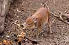Hybrid-grisling. Grisling af krydsning mellem hjortesvin og tamsvin Babyrousa babyrussa X Sus domestica Zoologisk Have / K�benhavn Danmark  pattedyr Svin, Suidae, Parrett�ede hovdyr, Artiodactyla, gris, grisse, grislinger, gris, grisse, pattegris, pattegrise, krydsning, krydsninger, hybrider, hybridisering, avl, svineavl, genetik, genetisk, nedarvning, sensation, arter, arvelighed, arvelighedsl�re, sensation, sensationer