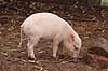 Hybrid-grisling. Grisling af krydsning mellem hjortesvin og tamsvin Babyrousa babyrussa X Sus domestica Zoologisk Have / K�benhavn Danmark  pattedyr Svin, Suidae, Parrett�ede hovdyr, Artiodactyla, gris, grisse, grislinger, gris, grisse, pattegris, pattegrise, krydsning, krydsninger, hybrider, hybridisering, avl, svineavl, genetik, genetisk, nedarvning, sensation, arter, arvelighed, arvelighedsl�re, sensation, sensationer