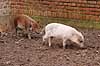 Hybrid-grislinger. Grisling af krydsning mellem hjortesvin og tamsvin Babyrousa babyrussa X Sus domestica Zoologisk Have / K�benhavn Danmark  pattedyr Svin, Suidae, Parrett�ede hovdyr, Artiodactyla, gris, grisse, grislinger, gris, grisse, pattegris, pattegrise, krydsning, krydsninger, hybrider, hybridisering, avl, svineavl, genetik, genetisk, nedarvning, sensation, arter, arvelighed, arvelighedsl�re, sensation, sensationer