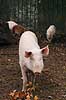 Tam-so med hybrid-grisse. Grisling af krydsning mellem hjortesvin og tamsvin Babyrousa babyrussa X Sus domestica Zoologisk Have / K�benhavn Danmark  pattedyr Svin, Suidae, Parrett�ede hovdyr, Artiodactyla, gris, grisse, grislinger, gris, grisse, pattegris, pattegrise, krydsning, krydsninger, hybrider, hybridisering, avl, svineavl, genetik, genetisk, nedarvning, sensation, arter, arvelighed, arvelighedsl�re, sensation, sensationer