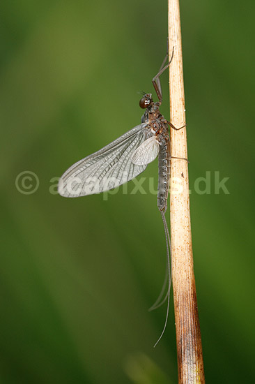 D�gnflue; Ephemeroptera; H�kens�s; Sverige; ; insekter; fluefiskeri, D�gnfluer, vandkvalitet