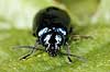 Ellebladbille. Elle bladbille Agelastica alni, Galeruca alni H�kens�s Sverige  insekter Bladbiller, Chrysomelidae, biller, Coleoptera