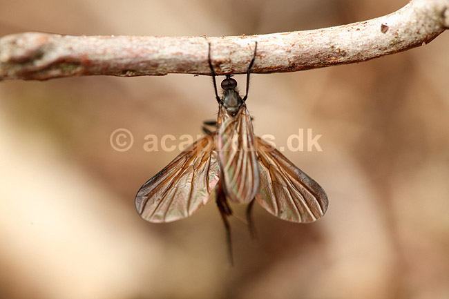 Rovflue. Rovfluer h�nger under gren under parring; Asilidae; H�kens�sen; Sverige; ; insekter; Rovfluer, Asilidae