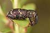 Gransnudebille. Gran snudebille Hylobius abietis, Curculionidae H�kens�sen Sverige  insekter Snudebiller, Curculionidae, biller, Coleoptera