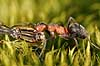R�d Skovmyrer. R�d skovmyre sl�ber vandnymfe krop til boet Formica rufa H�kens�sen Sverige  insekter Homoptera, Formicidae, myrer, �revingede, Hymenoptera