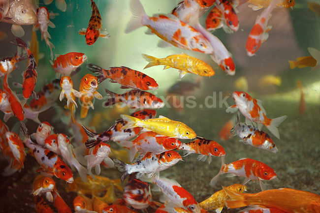 Koi-karper. Koikarper i akvarium; Cyprinus carpio; Palmitos Park; ; ; fisk; karpefisk prydfisk Cyprinidae