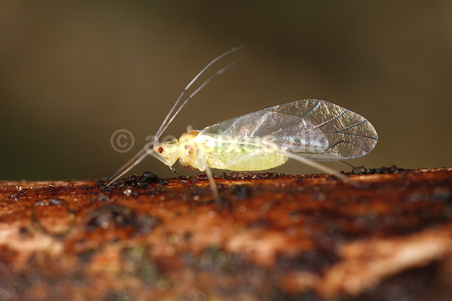 Bladlus. Bladlus med vinger - vinget form; Aphidoidea; ; Sverige; ; insekter; Aphidoidea, skadedyr