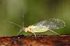 Bladlus. Bladlus med vinger - vinget form Aphidoidea  Sverige  insekter Aphidoidea, skadedyr