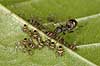 Myre og bladlus. En myre vogter over passer koloni af bladlus p� blad Aphidoidea Bornholm   insekter Aphidoidea, skadedyr, Homoptera, Formicidae, myrer, commensalisme, �revingede,  Hymenoptera, honningdug, symbiose