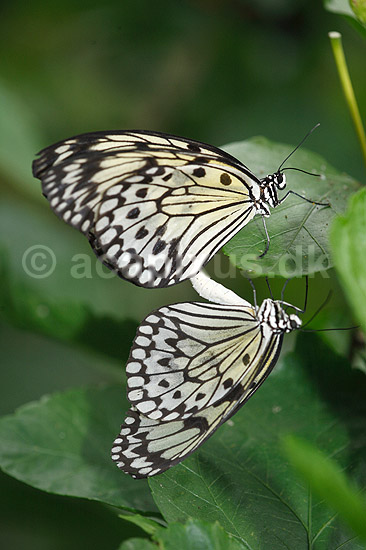 Sommerfugl. Papirsommerfugl; Idea leuconoe; ; ; ; insekter; Sommerfugle, Lepidoptera