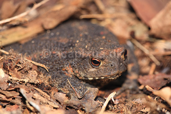 Skrubtudse. Skrubtudse skjuler sig i skovbunden; Bufo bufo; Klint; ; ; padder; Springpadder, Anura,  Amphibia, Skrubtudser, Common toad,  tudse, tudser, padde, bufonidae, padde, vanlig padda, camouflage