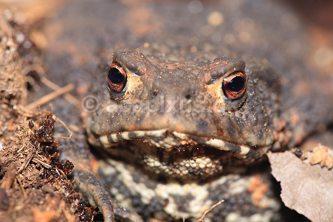 Skrubtudse. Skrubtudse skjuler sig i skovbunden; Bufo bufo; Klint; ; ; padder; Springpadder, Anura,  Amphibia, Skrubtudser, Common toad,  tudse, tudser, padde, bufonidae, padde, vanlig padda, camouflage