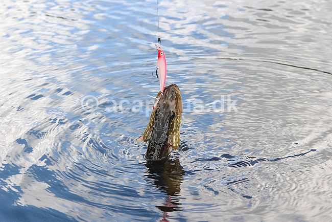 Gedde. Gedde fanget p�  wobler; Esox lucius; ; ; ; fisk; Esocidae, gedder, ferskvandsfisk, brakvandsfisk, undervandsmilj�, pike, hecht, fish, benfisk, beinfisk, fiskar, g�dda, gjedde, gedda
