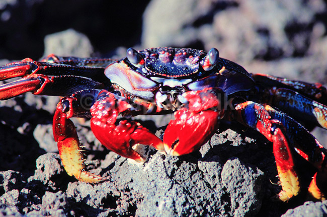 Krabbe. Sally Lightfoot krabbe ( Scan af KOL6870 ); Grapsus grapsus, Malacostraca; Tenerife; Spanien; ; krebsdyr; Krabber, skaldyr